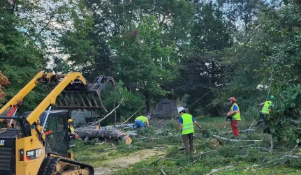 commercial tree removal services large property carbon hill al