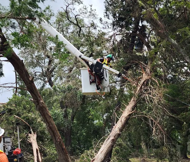 emergency tree removal reliable local carbon hill al