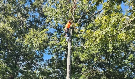 emergency tree removal services carbon hill al 1