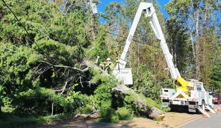 emergency tree removal services carbon hill al