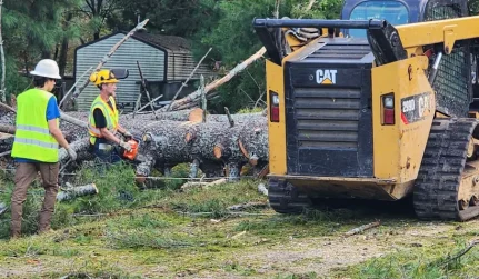 resident tree removal service carbon hill al