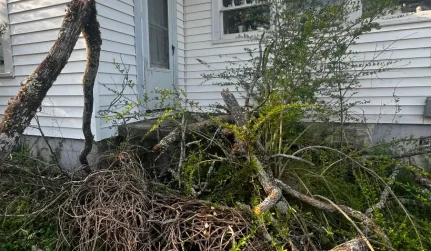 storm damage tree remove carbon hill al